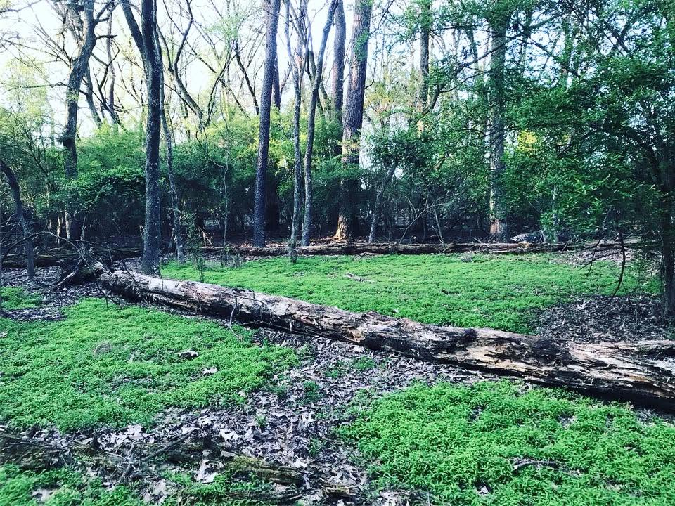 Trees on Koger Island